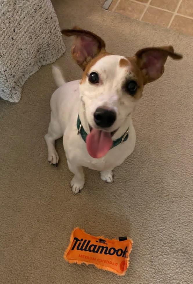 Enlarge Oliver, a ADOPTABLE Jack Russell Terrier in Boise, ID image 6/6