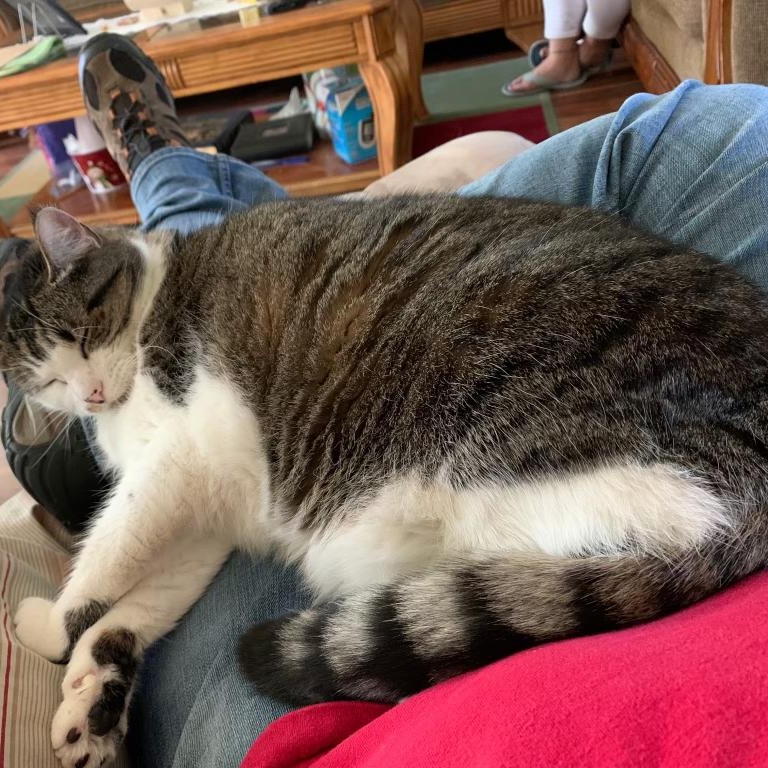 Enlarge SMOKEY, a Adopted Domestic Short Hair in Chicopee, MA image 4/5
