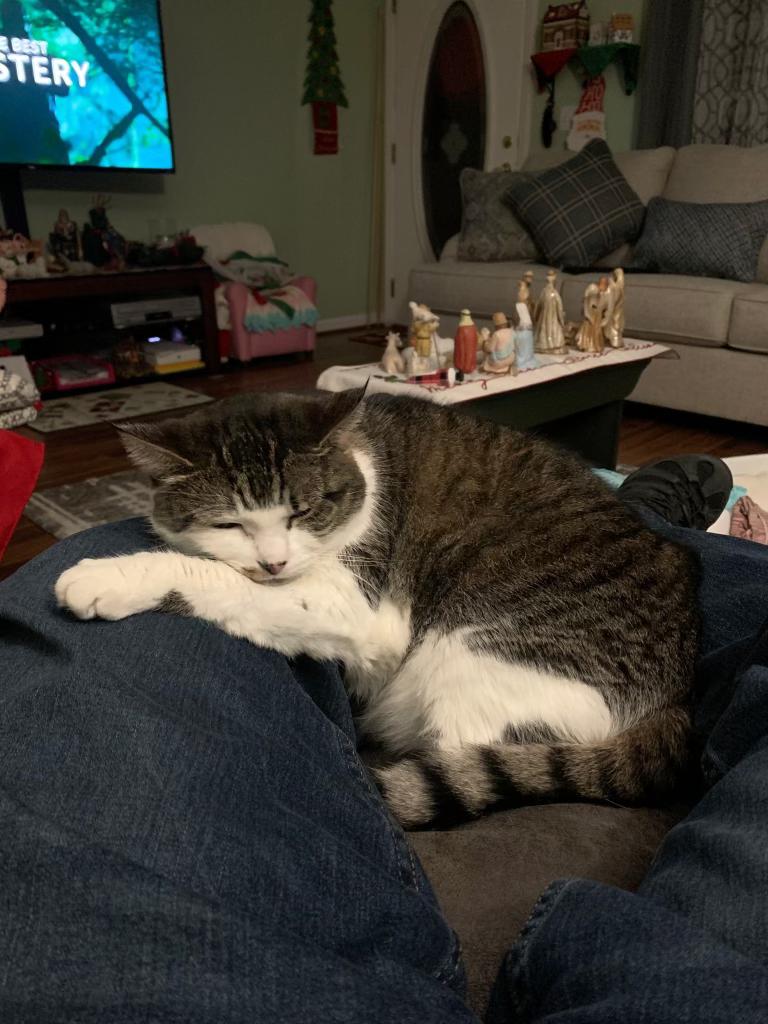 Enlarge SMOKEY, a Adopted Domestic Short Hair in Chicopee, MA image 5/5