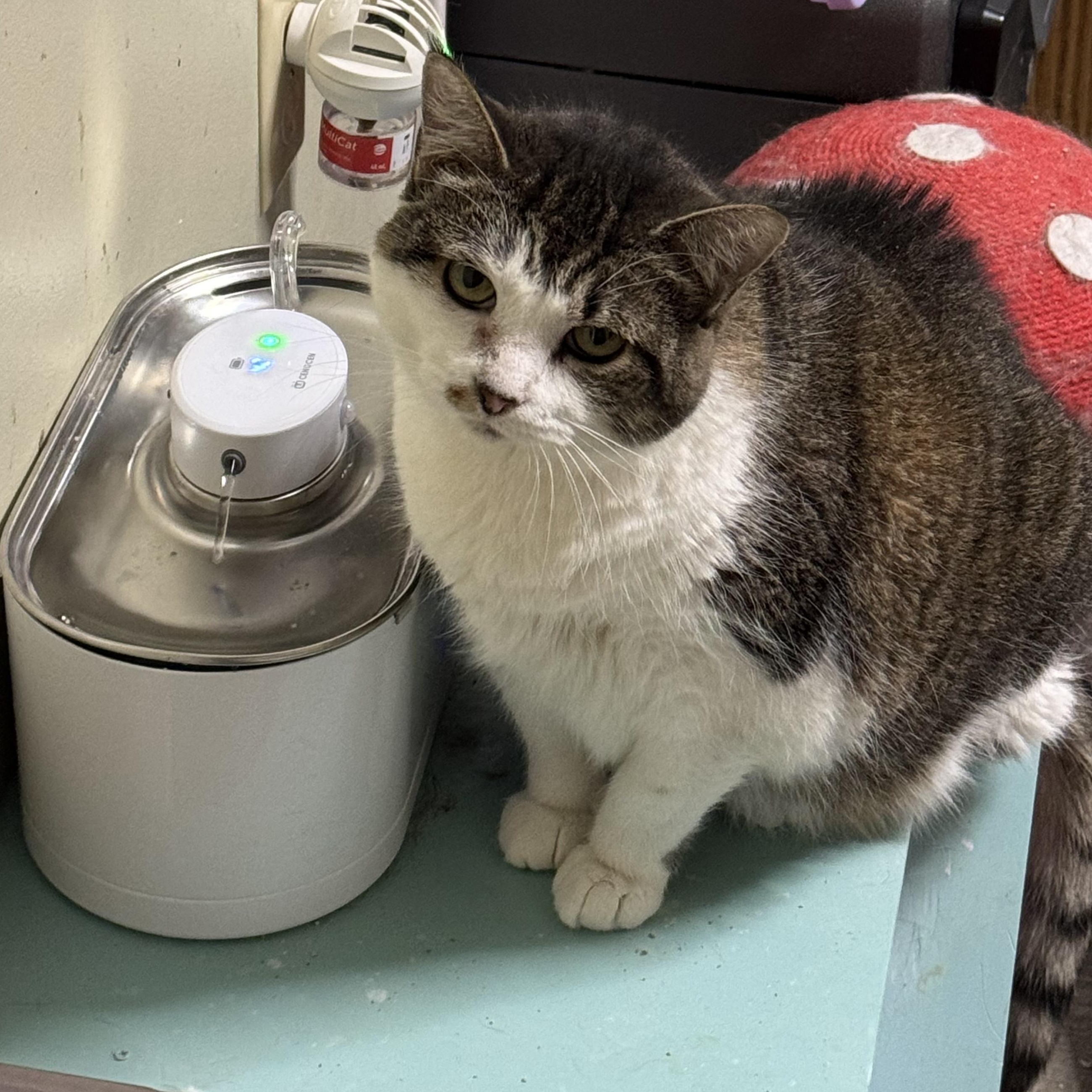 SMOKEY, Adopted, Adult Female Domestic Short Hair.