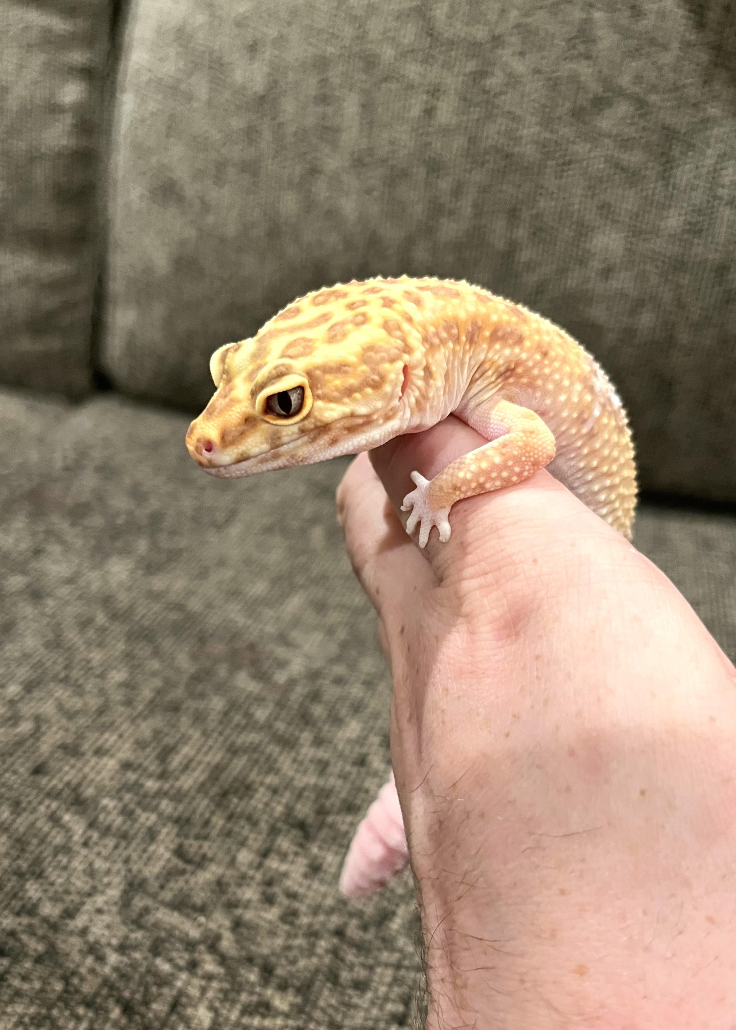 Spot, Adult Female unknown