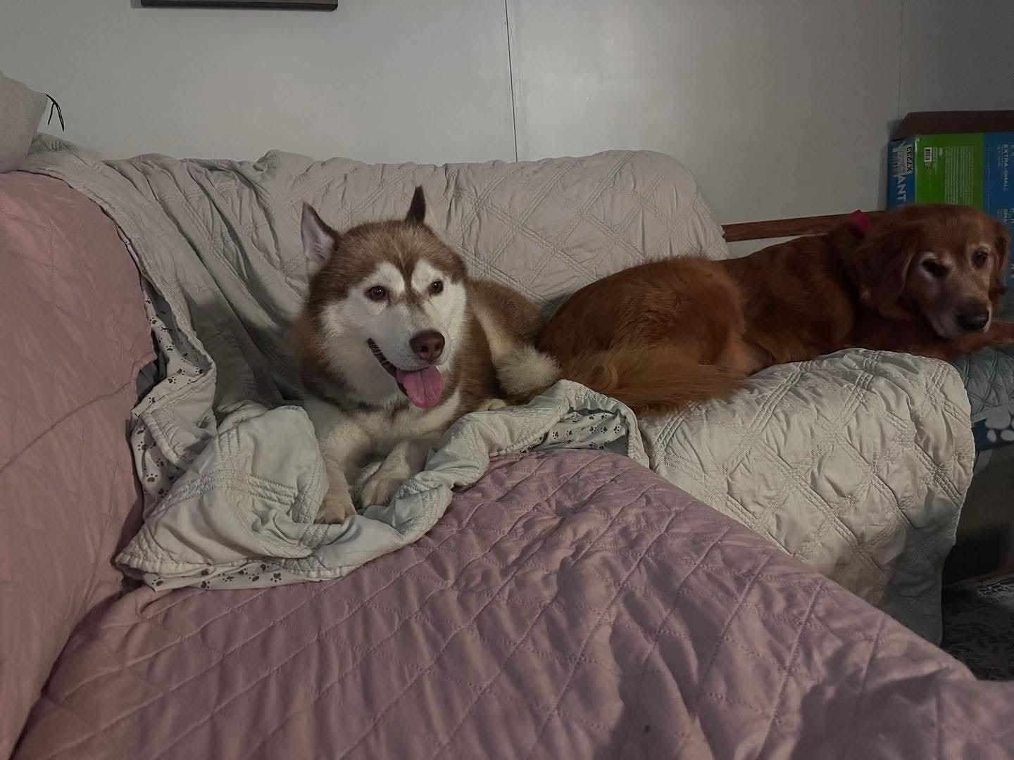 Enlarge Sampson, a Adoptable Siberian Husky in Stuart, VA image 5/6