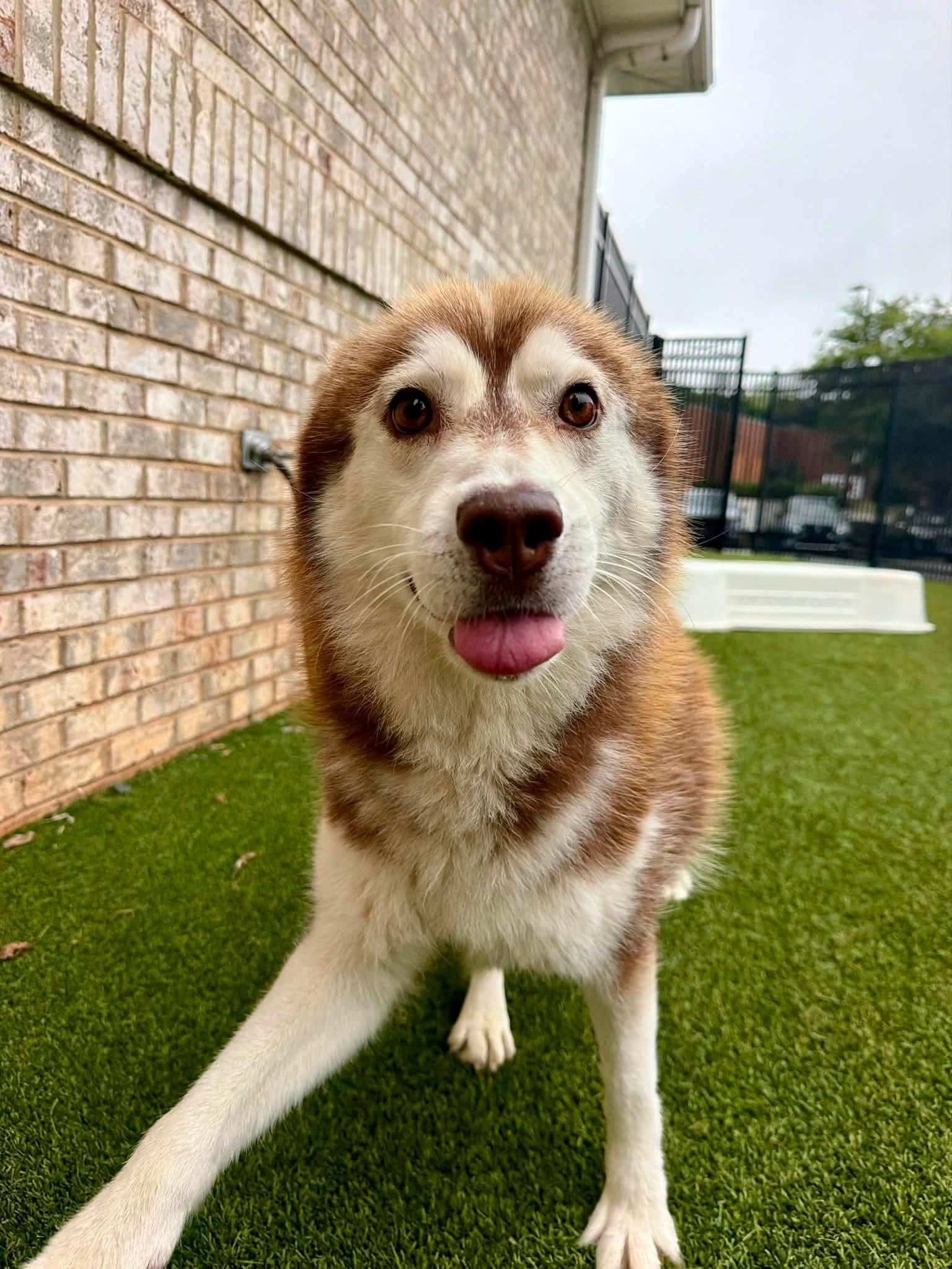 Enlarge Sampson, a Adoptable Siberian Husky in Stuart, VA image 6/6
