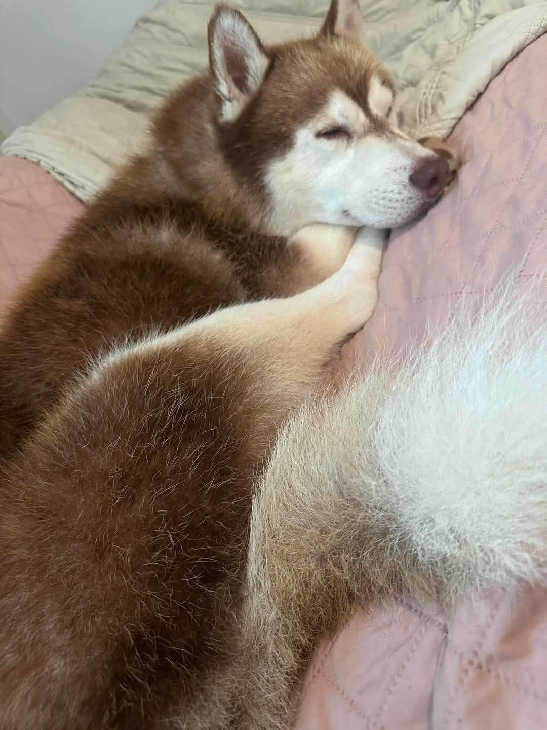 Enlarge Sampson, a Adoptable Siberian Husky in Stuart, VA image 3/6