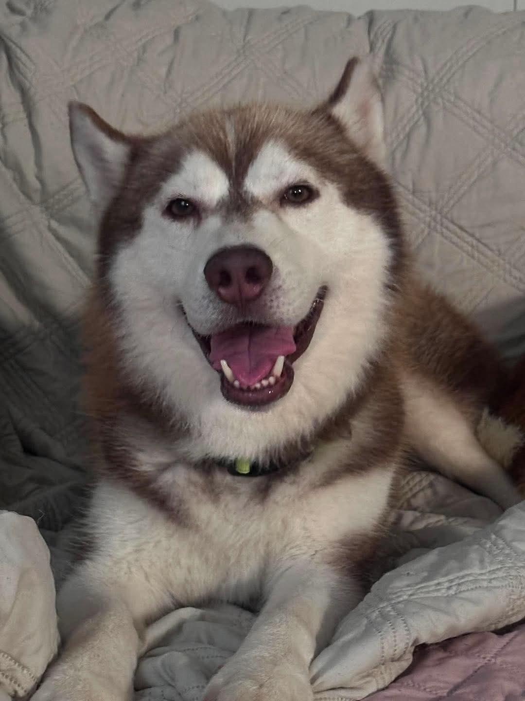 Enlarge Sampson, a Adoptable Siberian Husky in Stuart, VA image 2/6