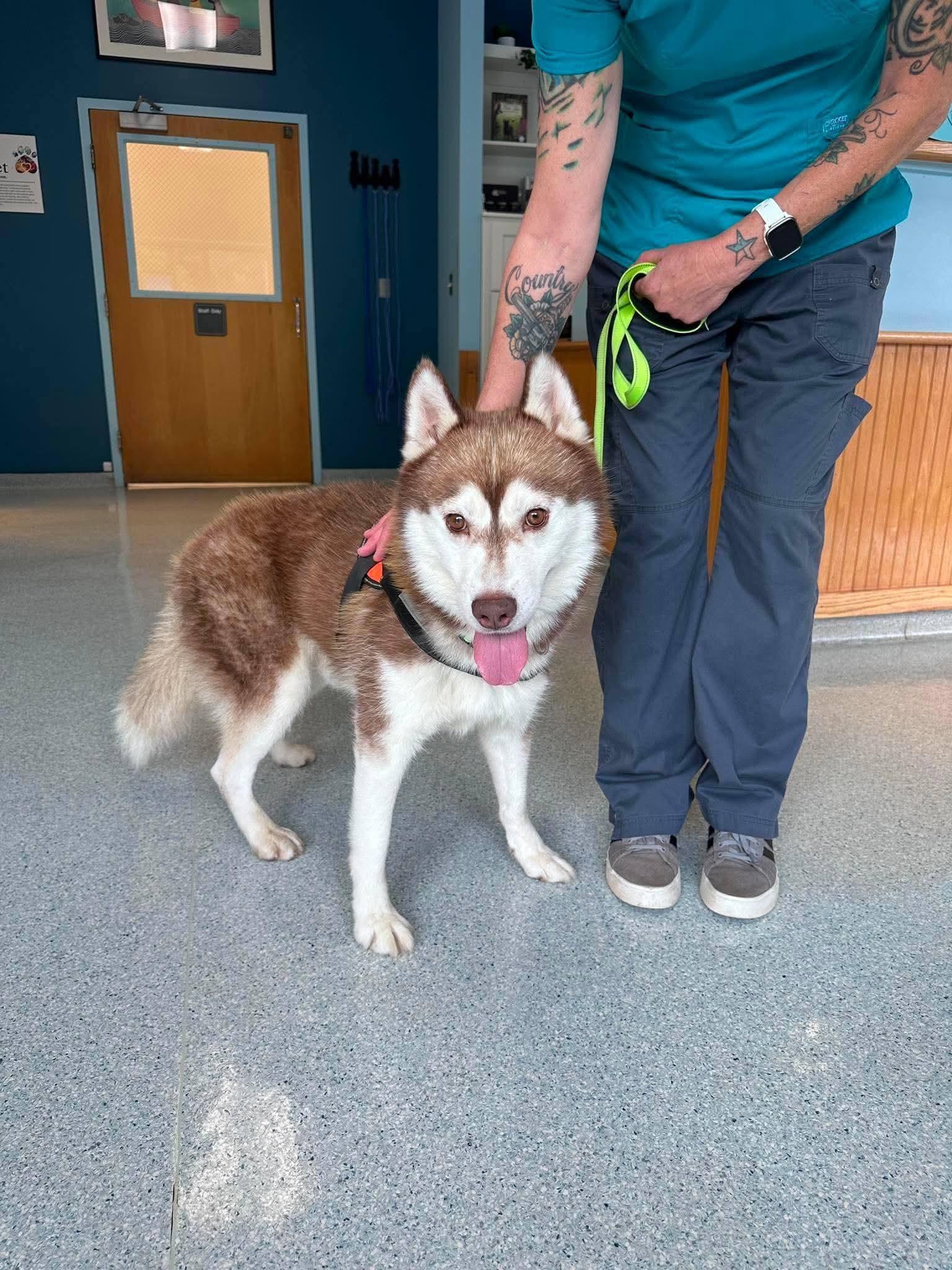 Sampson, Adoptable, Adult Male Siberian Husky.
