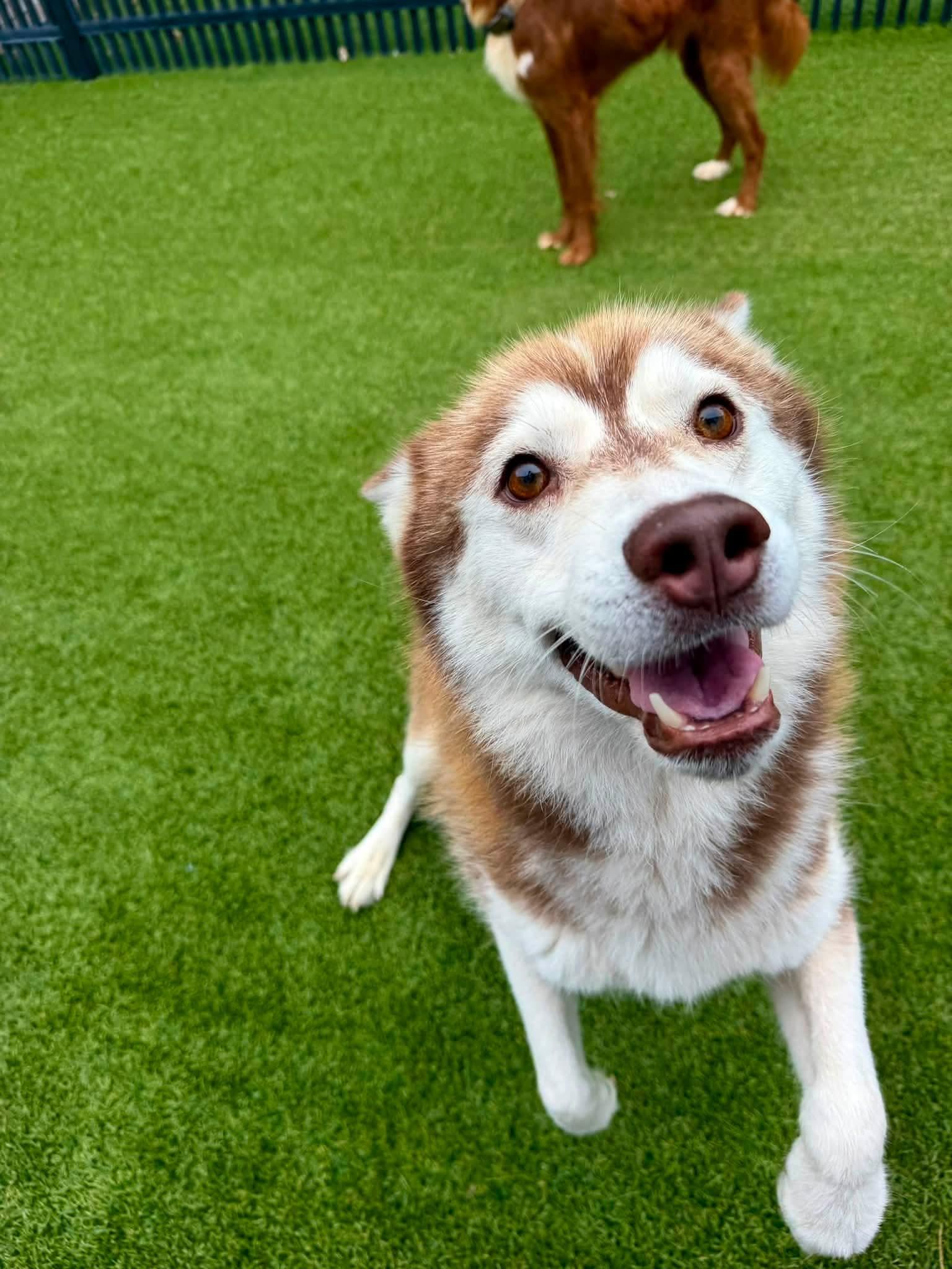 Enlarge Sampson, a Adoptable Siberian Husky in Stuart, VA image 4/6