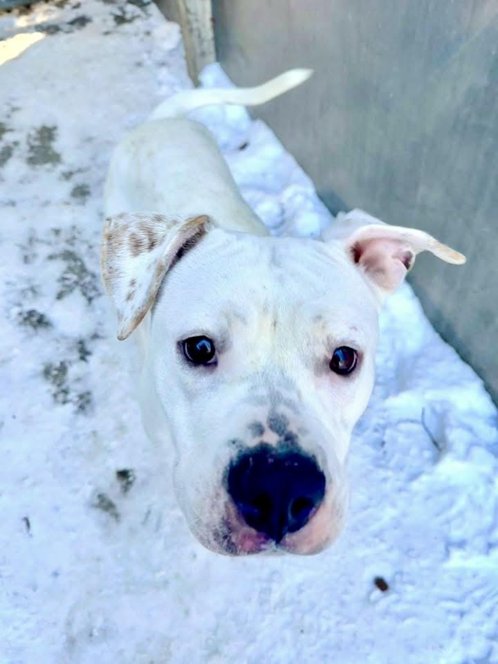 Lollipop — thumbnail 2