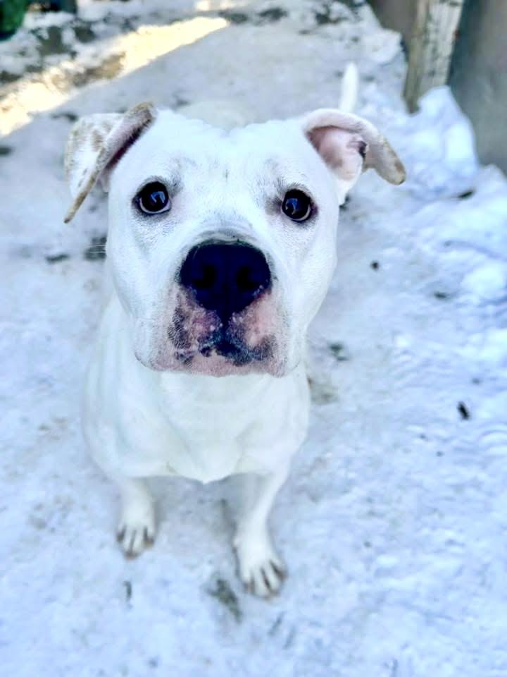 Lollipop — thumbnail 3