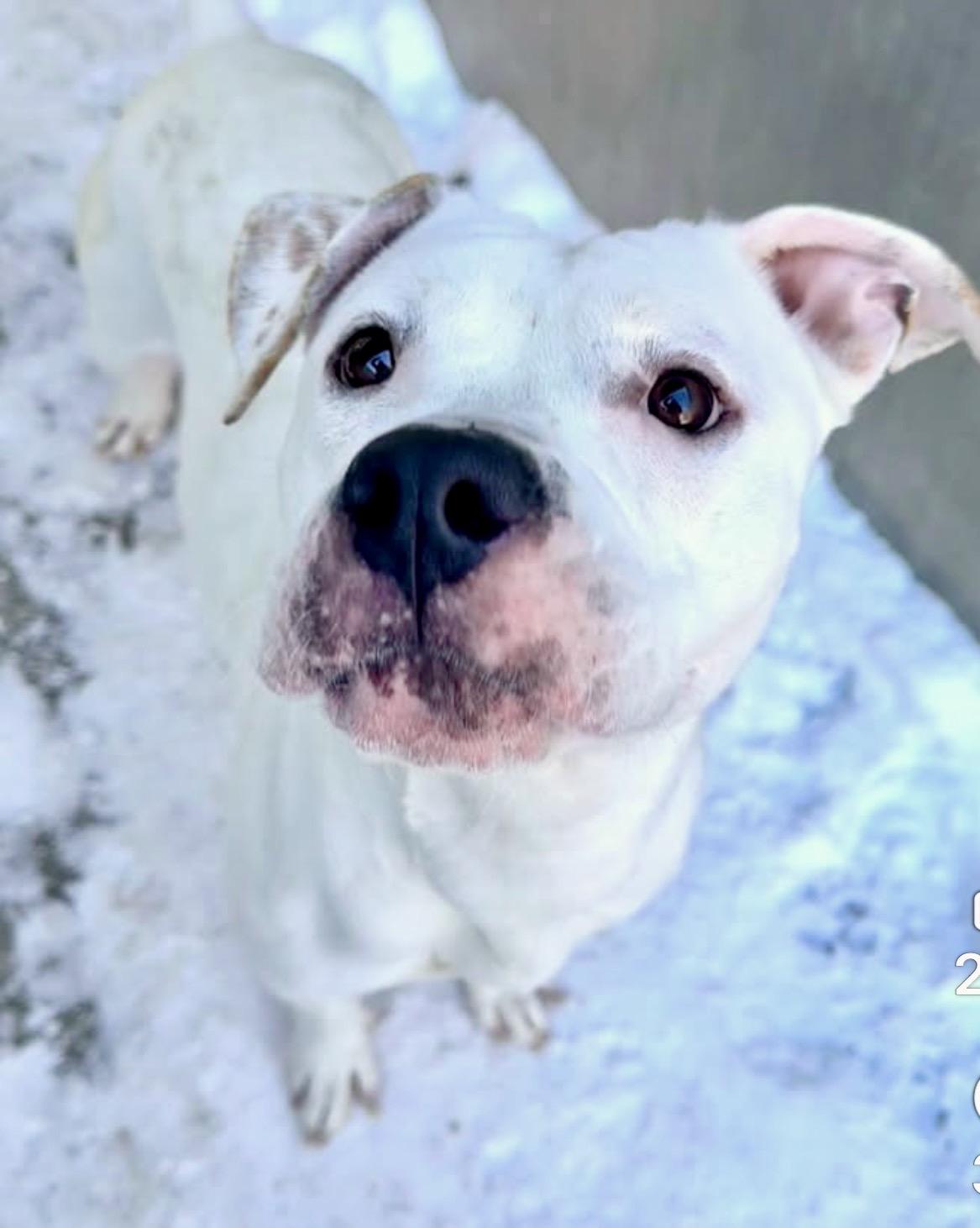 Lollipop — thumbnail 4