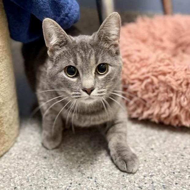 Enlarge Greyson, a Adoptable mixed breed in Columbia, IL image 1/2