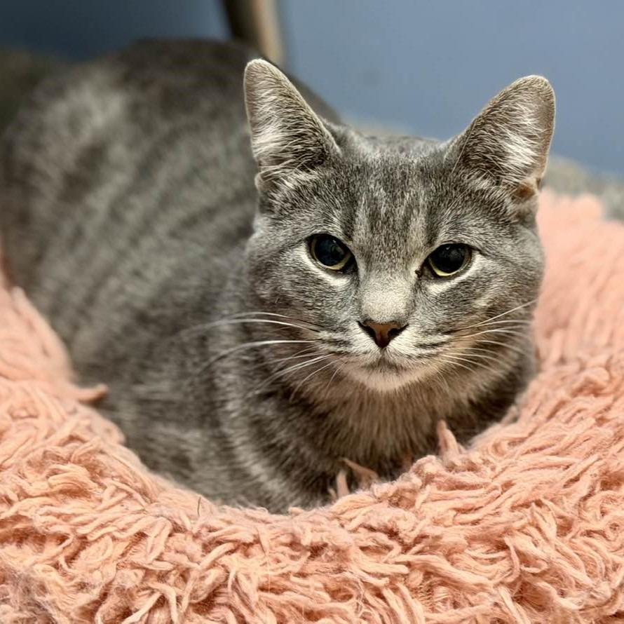 Enlarge Greyson, a Adoptable mixed breed in Columbia, IL image 2/2