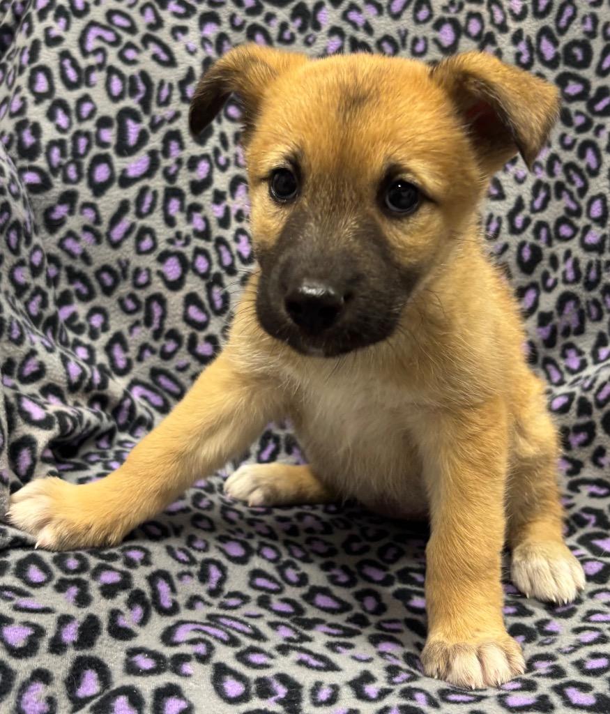 Enlarge Sister, a Adoptable mixed breed in Seven Points, TX image 2/2