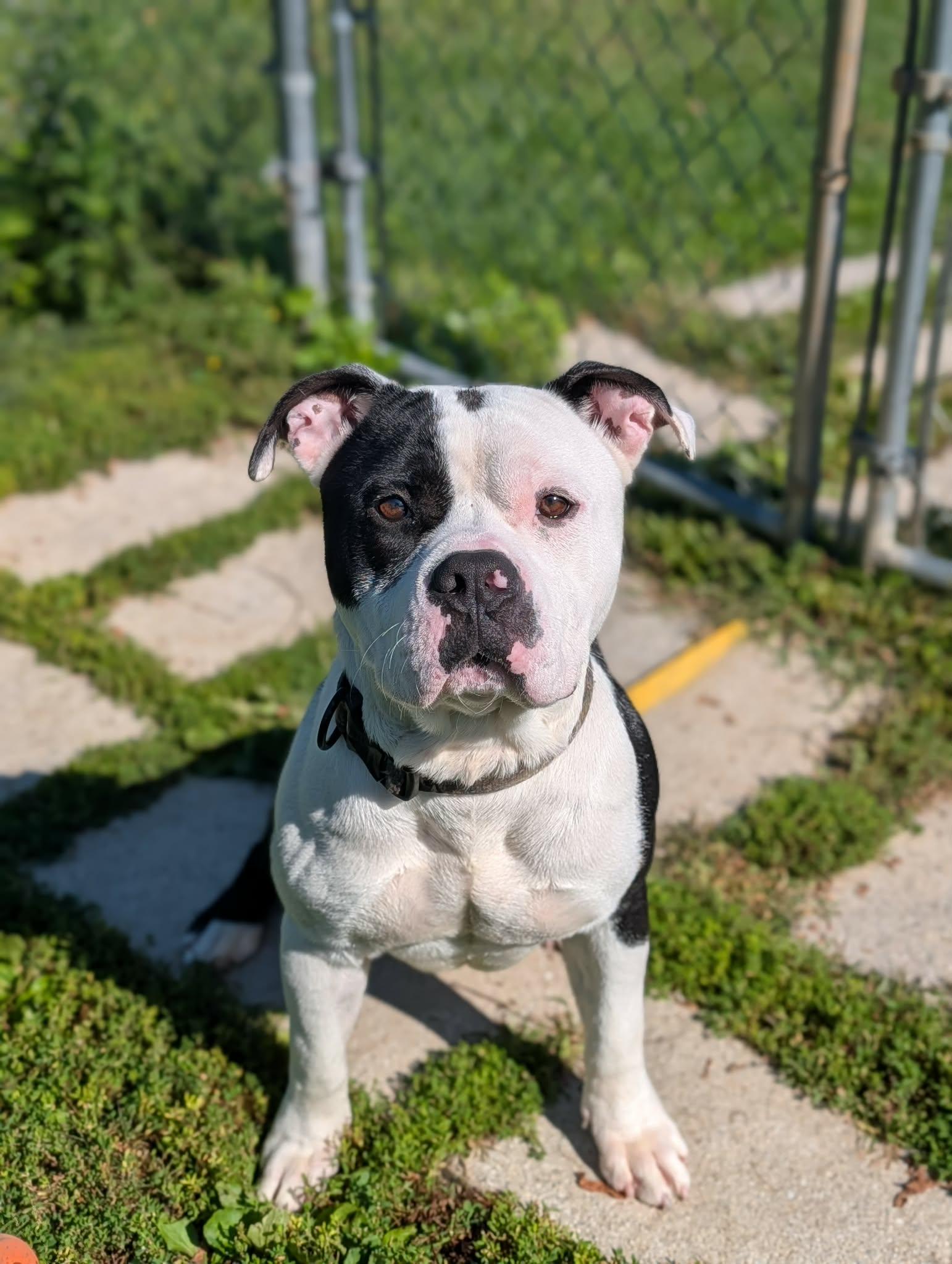Enlarge Rocky, a Adoptable mixed breed in Chambersburg, PA image 1/2