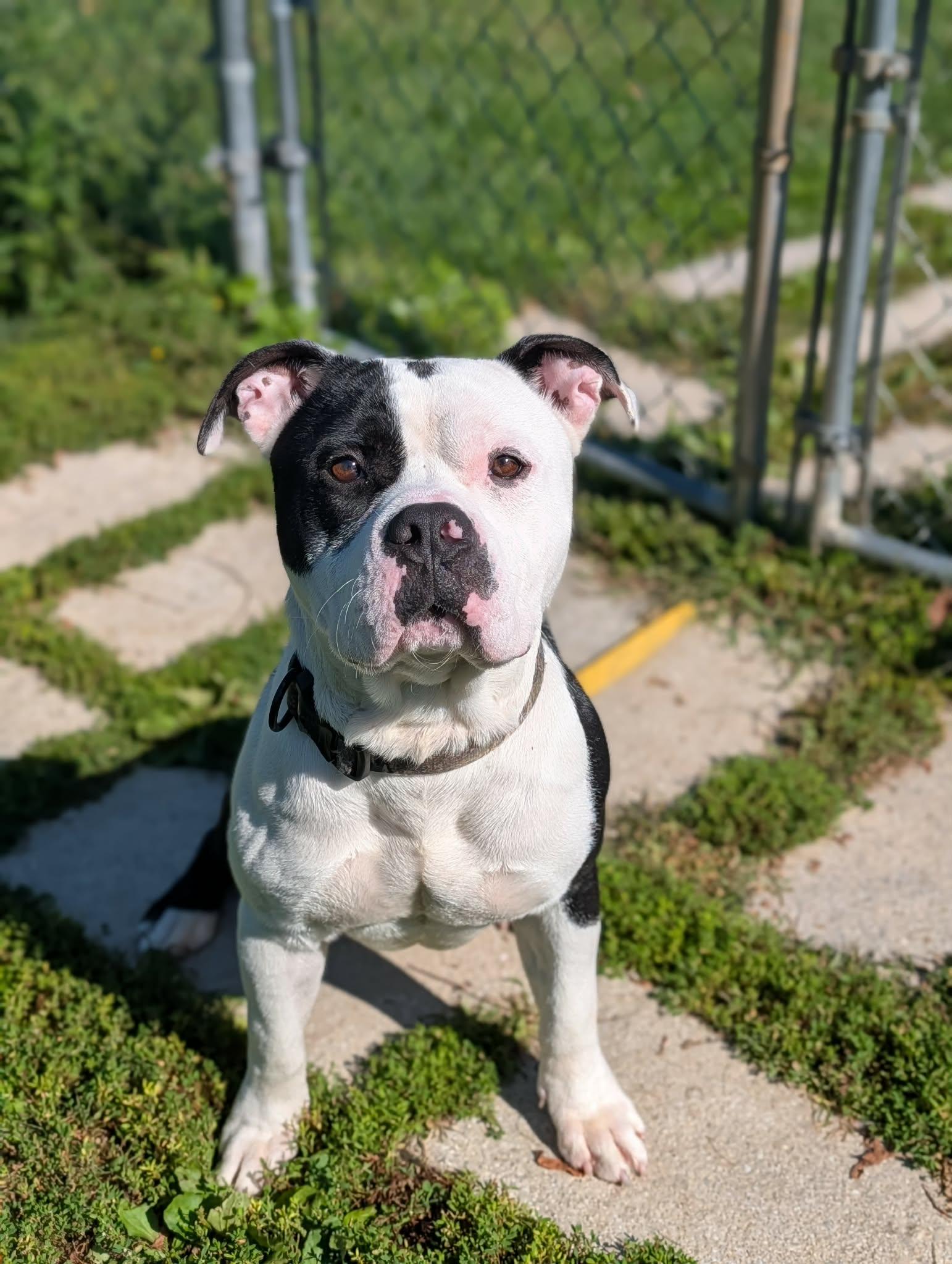 Enlarge Rocky, a Adoptable mixed breed in Chambersburg, PA image 2/2
