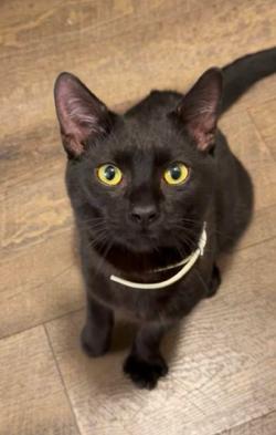 Miya, ADOPTABLE, Young Male Domestic Short Hair.