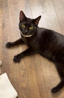 Miya, a ADOPTABLE Domestic Short Hair in New Albany, OH image 3/3