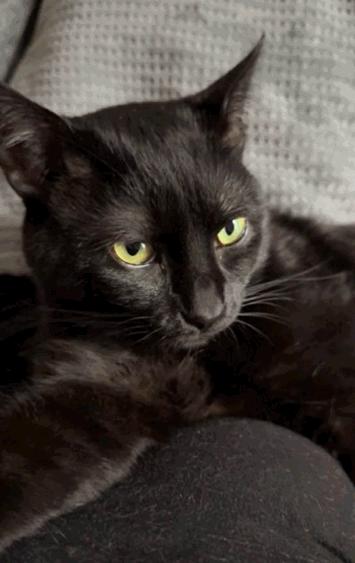 Miya, a ADOPTABLE Domestic Short Hair in New Albany, OH image 2/3