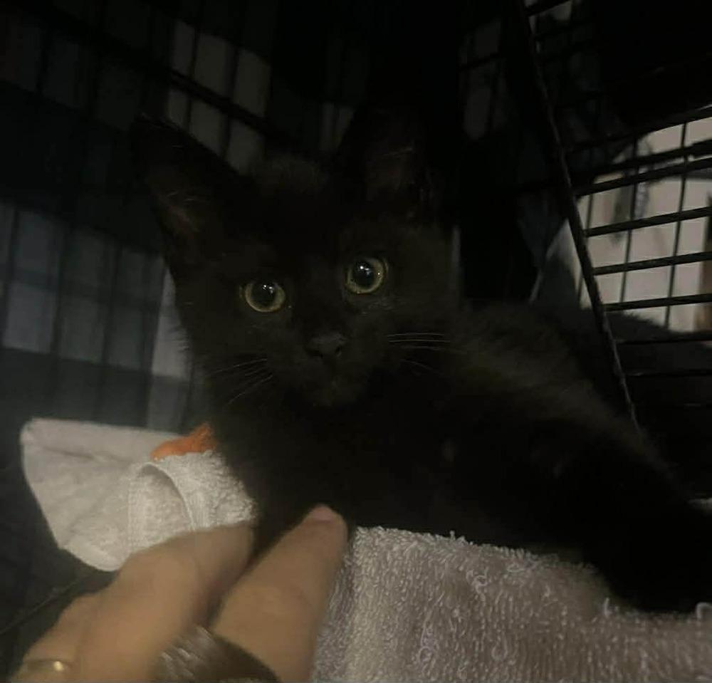 Boo-bear, Adoptable, Kitten Male Domestic Medium Hair.