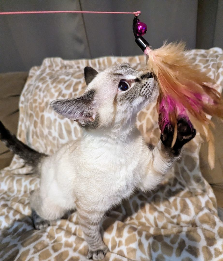 Bert & Ernie, a Adopted mixed breed in Spotsylvania, VA image 1/4