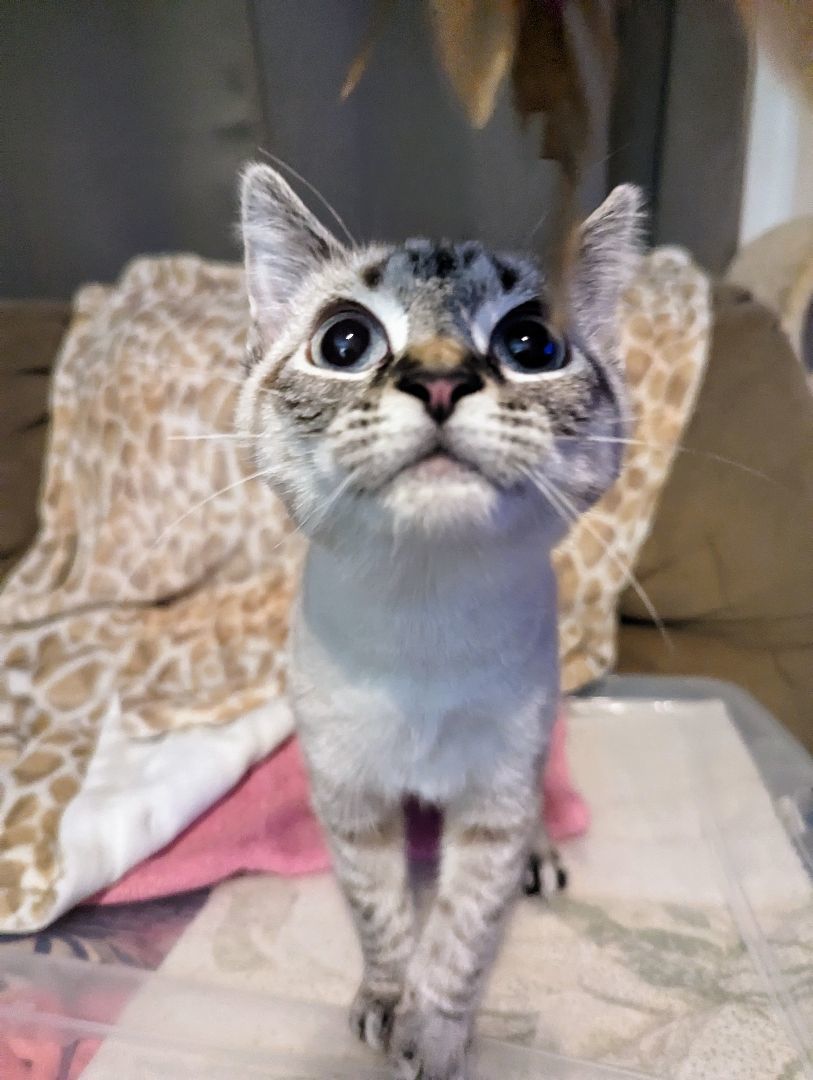 Bert & Ernie, a Adopted mixed breed in Spotsylvania, VA image 2/4