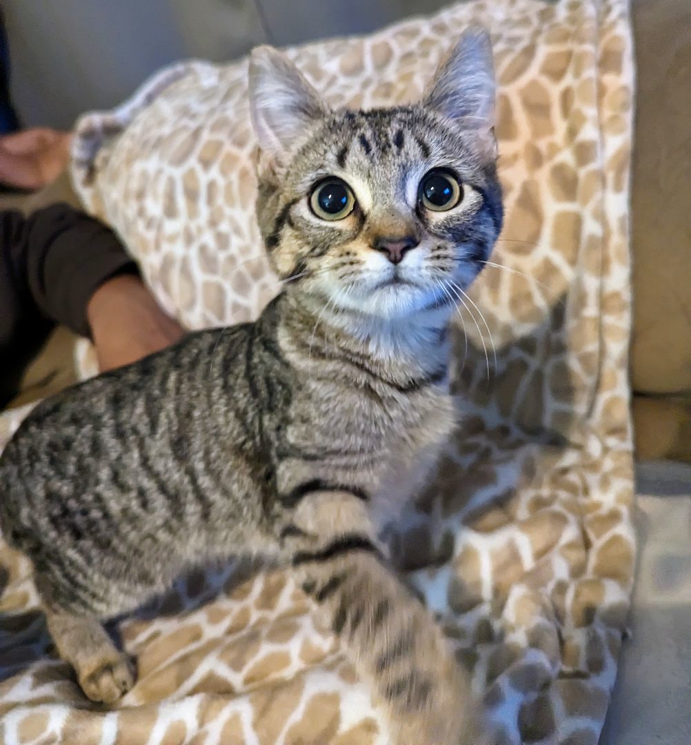 Bert & Ernie, a Adopted mixed breed in Spotsylvania, VA image 3/4