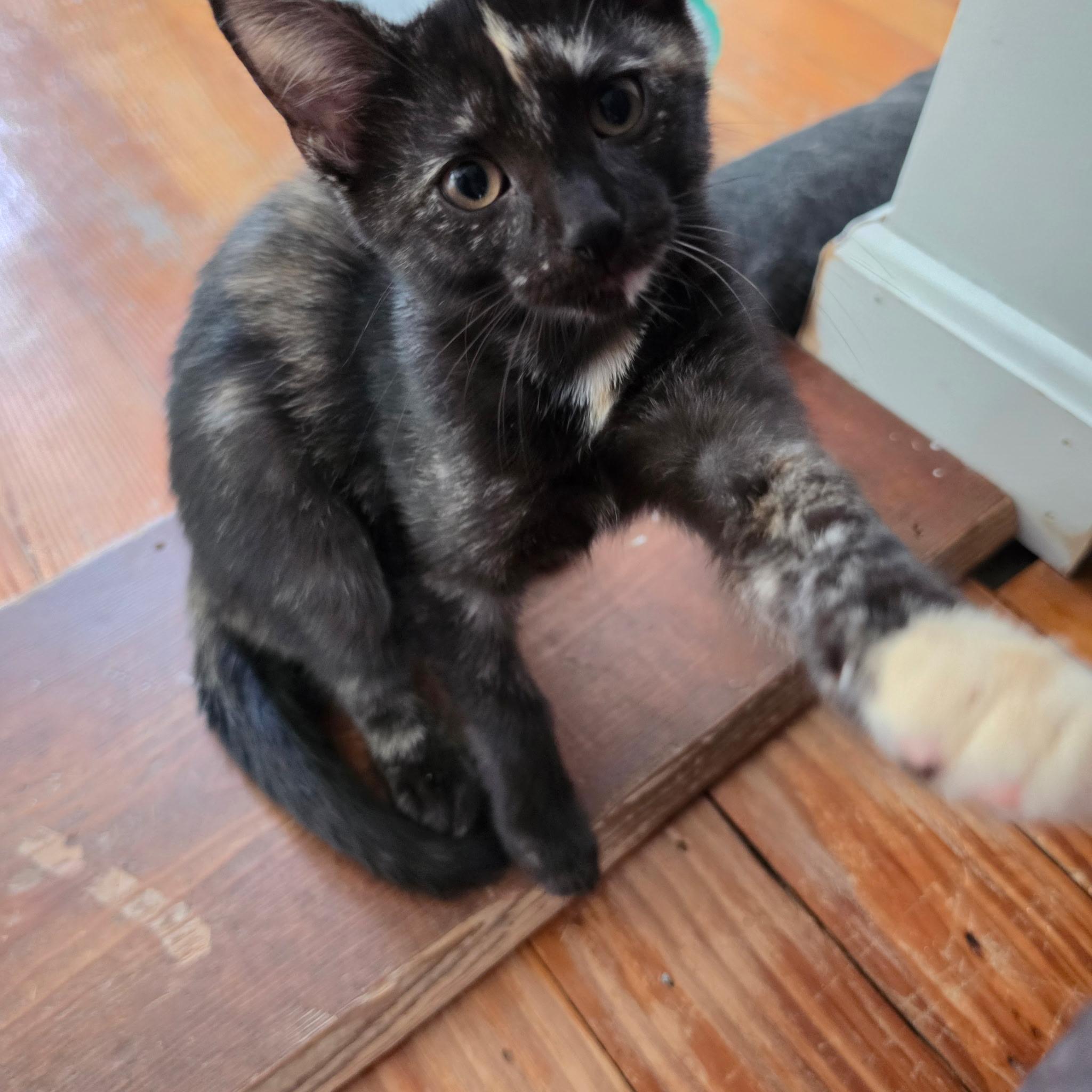 Enlarge Pearl & Bo, a Adoptable mixed breed in Canton, MA image 5/6