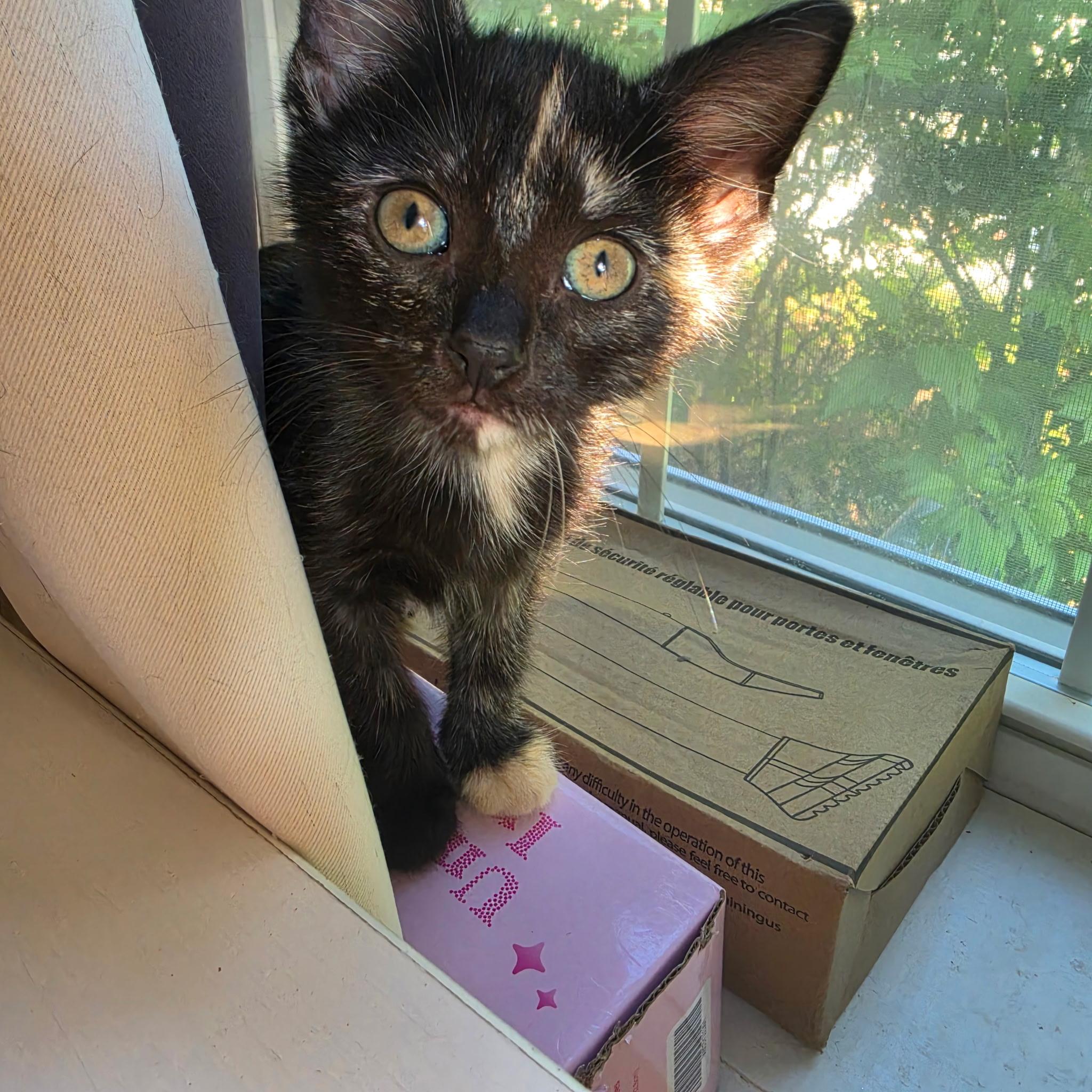 Pearl & Bo, Adoptable, Kitten Female Domestic Short Hair & Tortoiseshell.