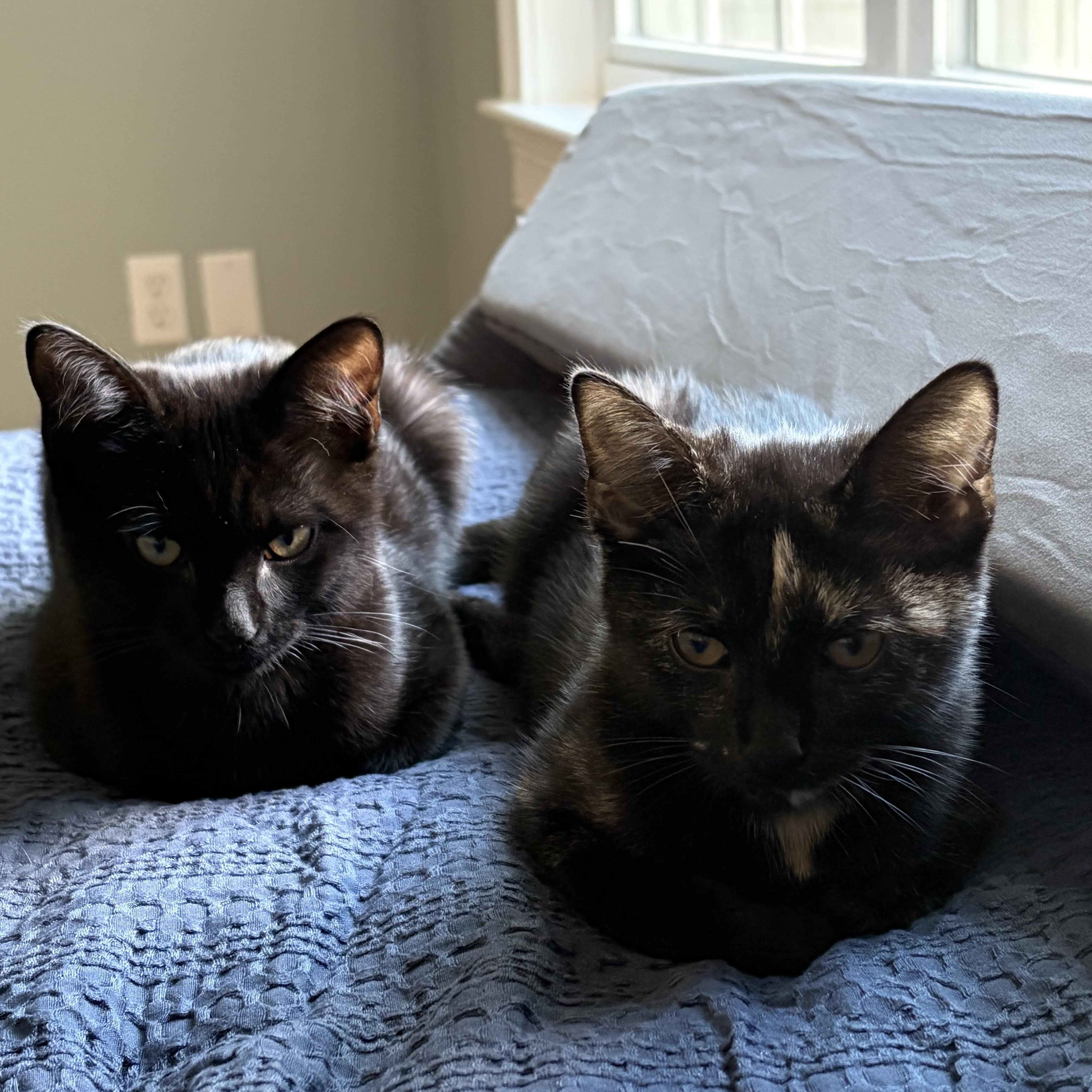 Enlarge Pearl & Bo, a Adoptable mixed breed in Canton, MA image 1/5