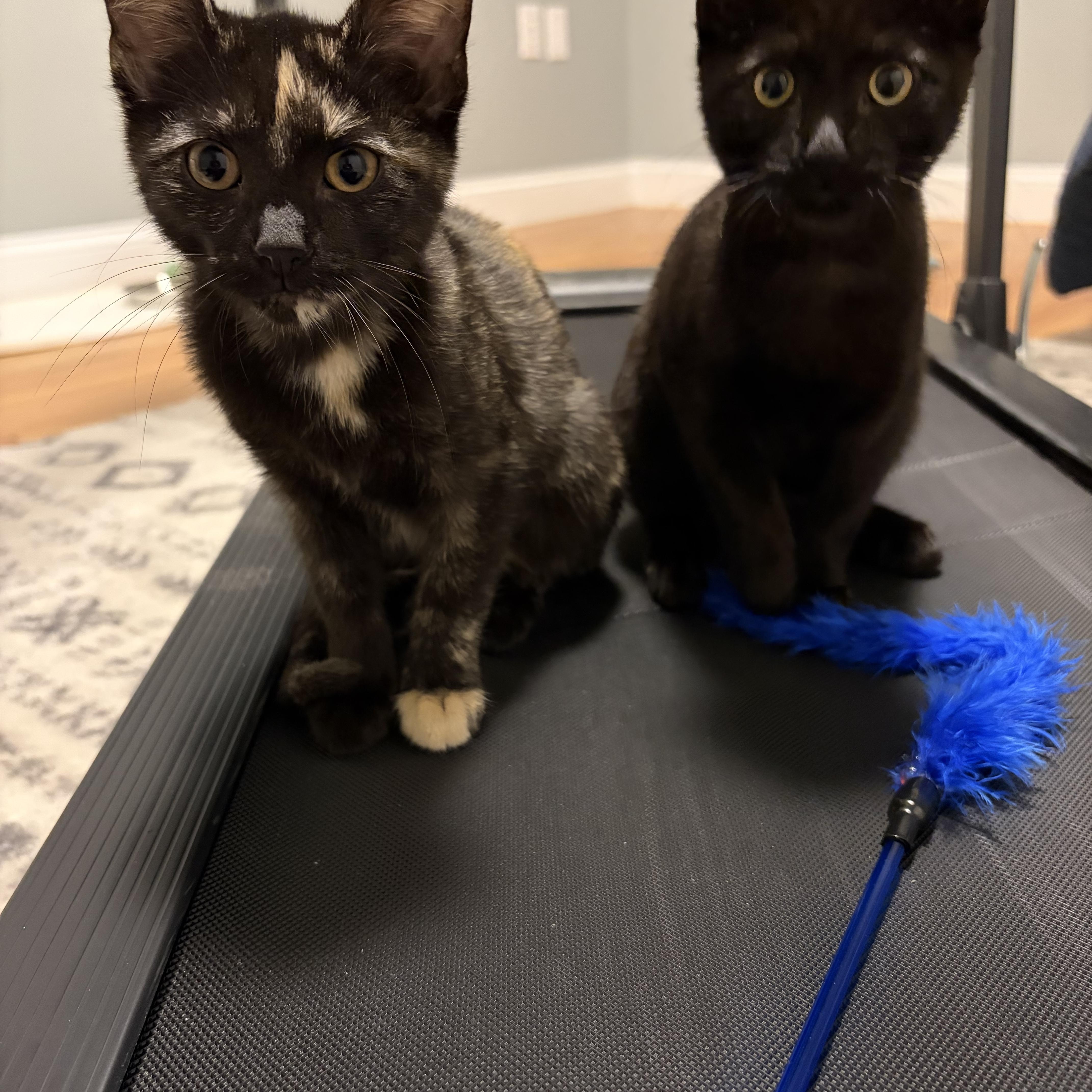Enlarge Pearl & Bo, a Adoptable mixed breed in Canton, MA image 5/5