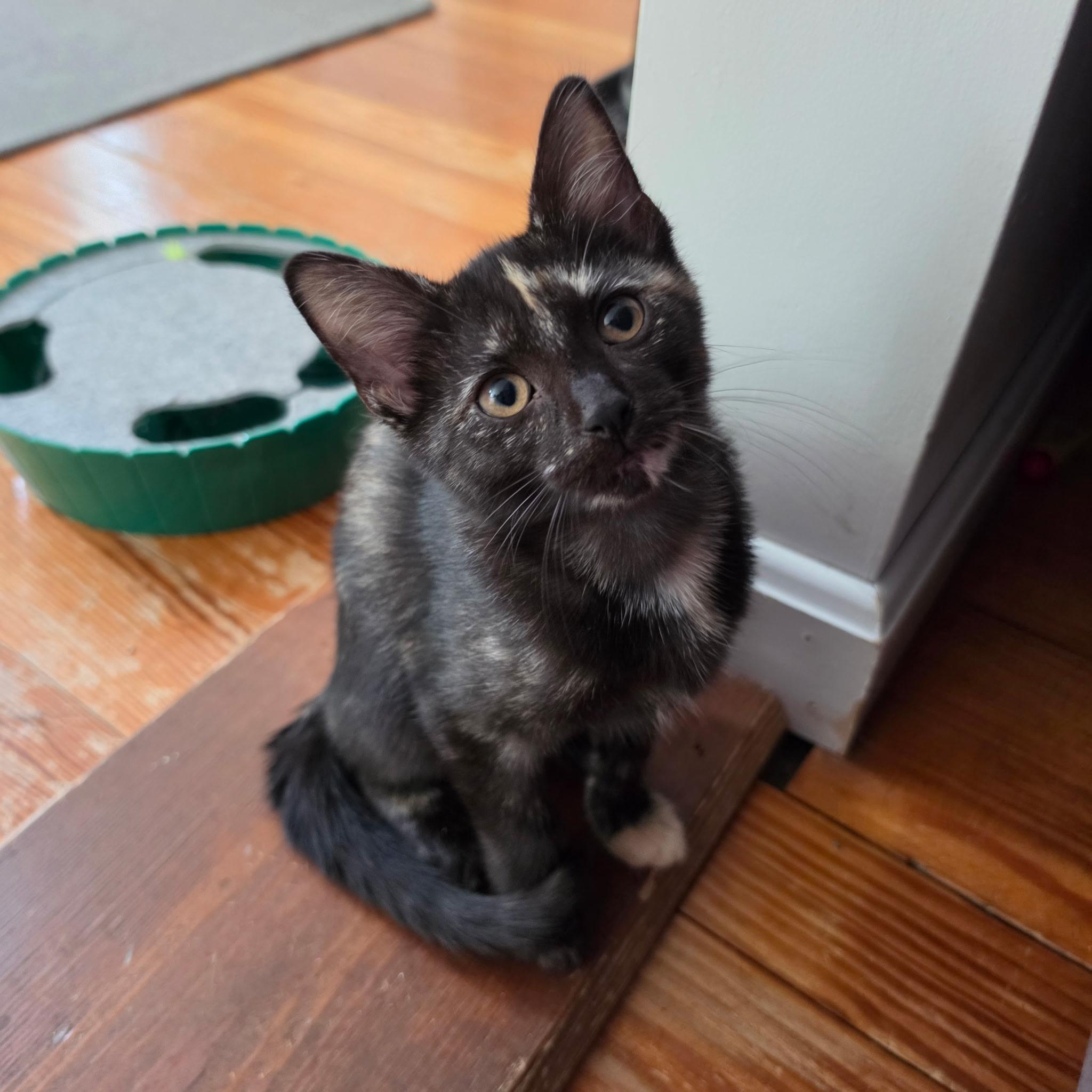Enlarge Pearl & Bo, a Adoptable mixed breed in Canton, MA image 6/6