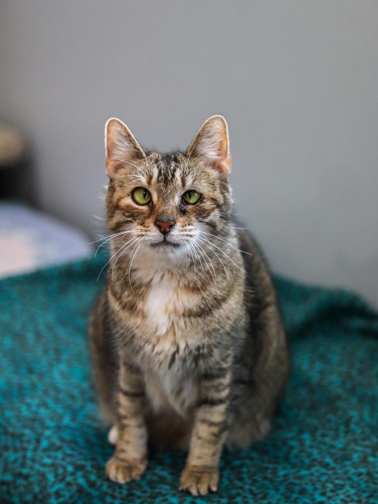 Katie, Adoptable, Senior Female Domestic Short Hair.