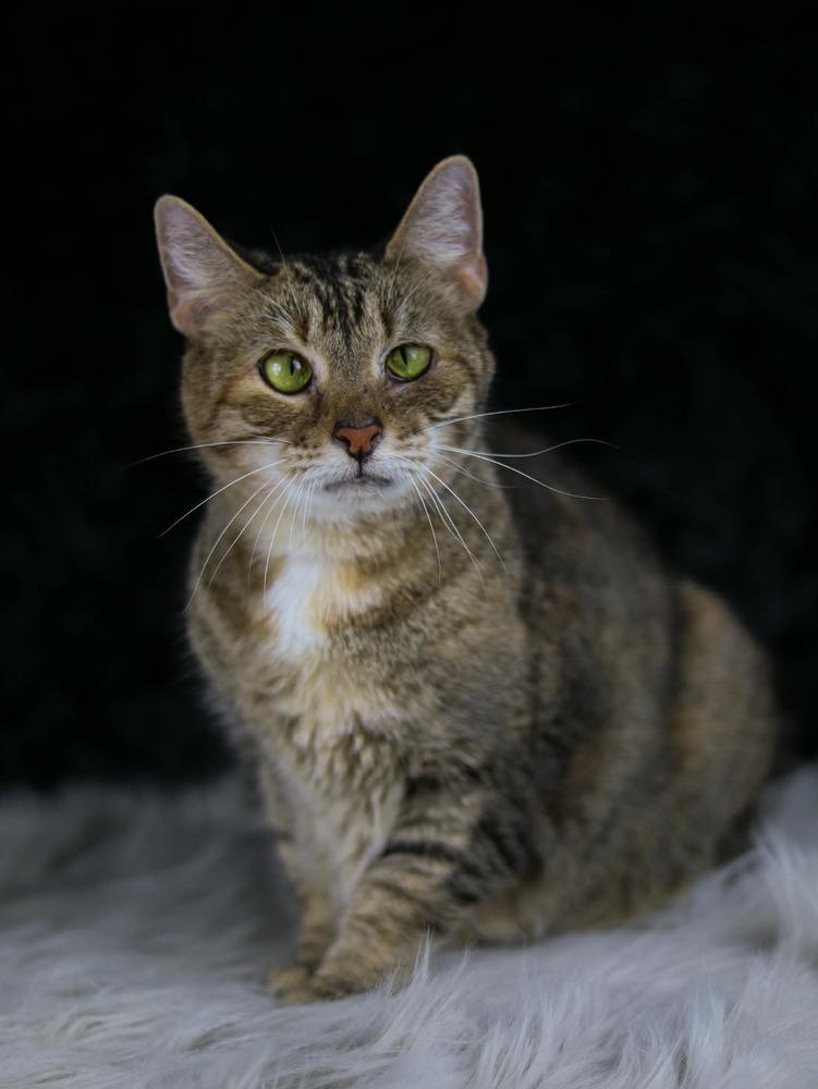 Katie, Adoptable, Senior Female Domestic Short Hair.