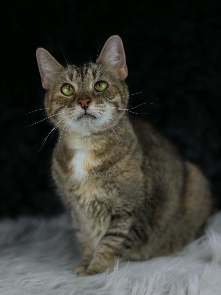 Enlarge Katie, a Adoptable Domestic Short Hair in Lewisburg, TN image 2/3