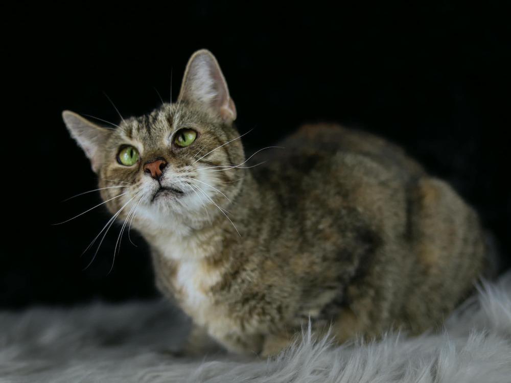 Enlarge Katie, a Adoptable Domestic Short Hair in Lewisburg, TN image 3/3