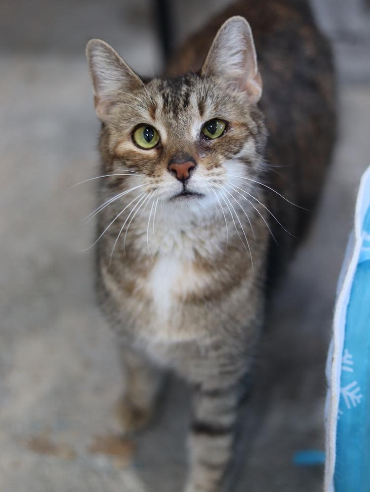 Enlarge Katie, a Adoptable Domestic Short Hair in Lewisburg, TN image 4/4