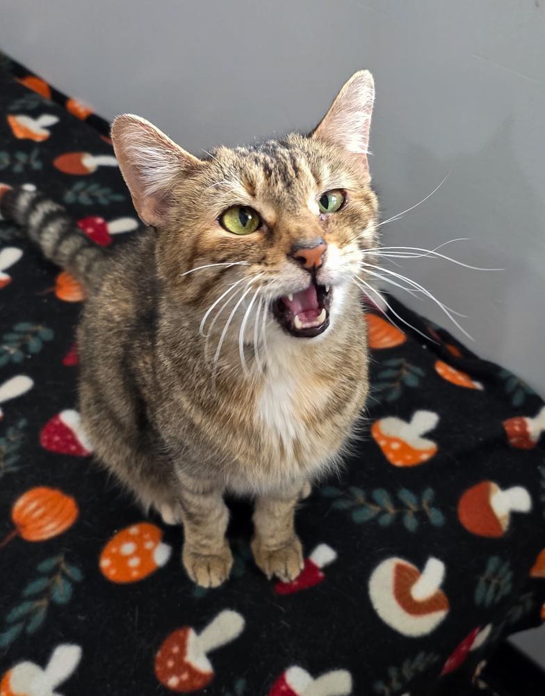 Enlarge Katie, a Adoptable Domestic Short Hair in Lewisburg, TN image 6/6