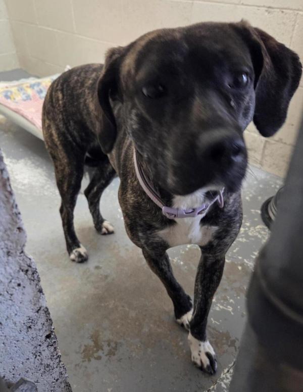 Enlarge Lucy Lou, a Adoptable mixed breed in Vancouver, WA image 1/2