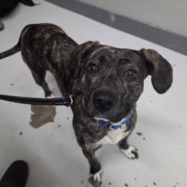 Enlarge Lucy Lou, a Adoptable mixed breed in Vancouver, WA image 2/2