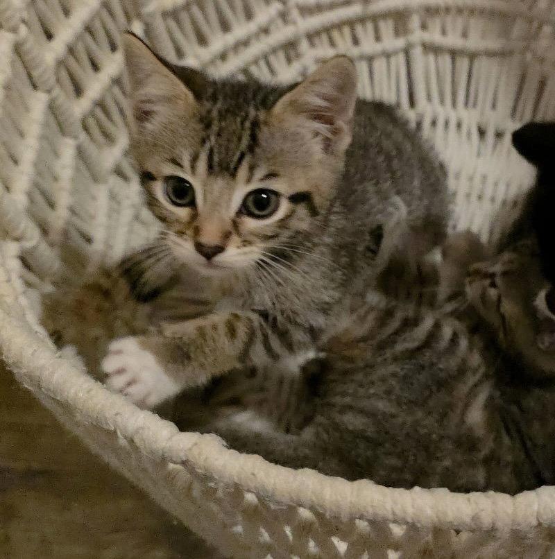 Susan, Adoptable, Kitten Female Domestic Short Hair & Tabby.