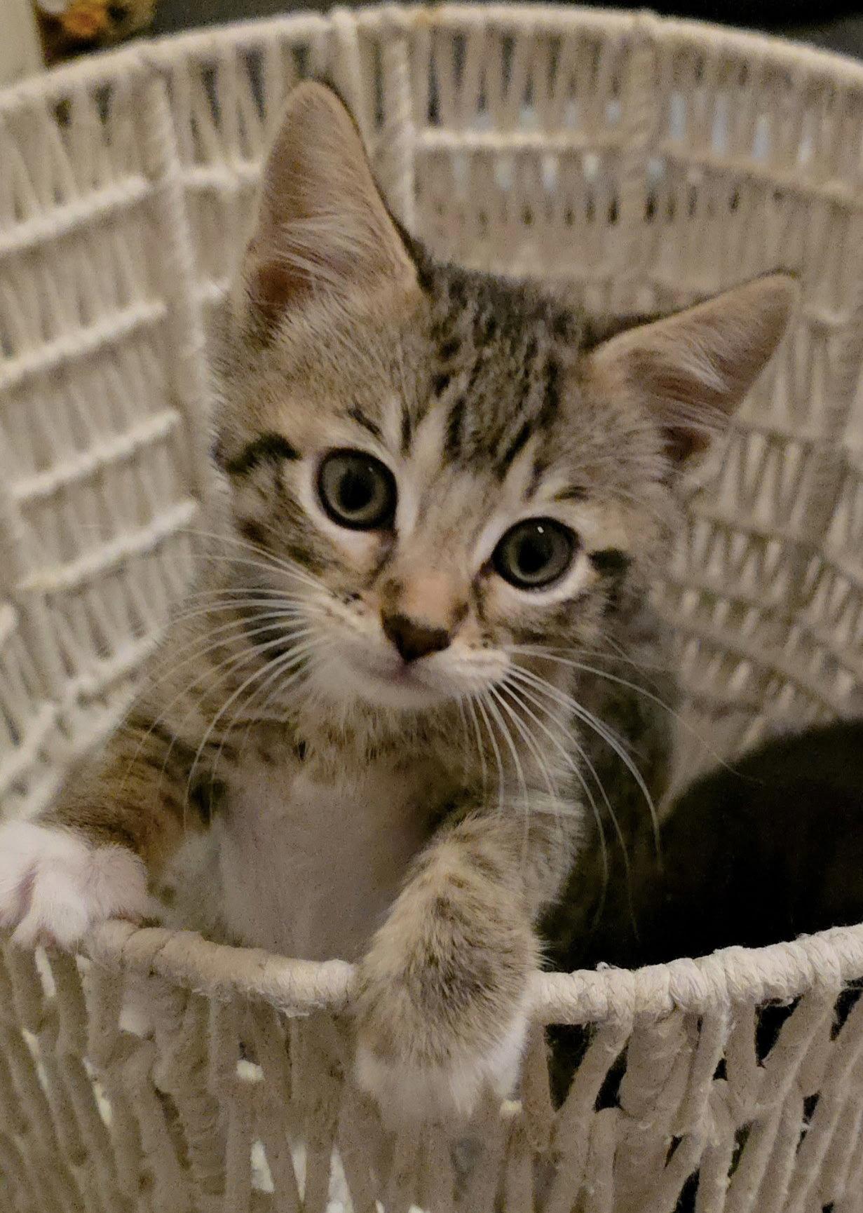 Susan, Adoptable, Young Female Domestic Short Hair & Tabby.
