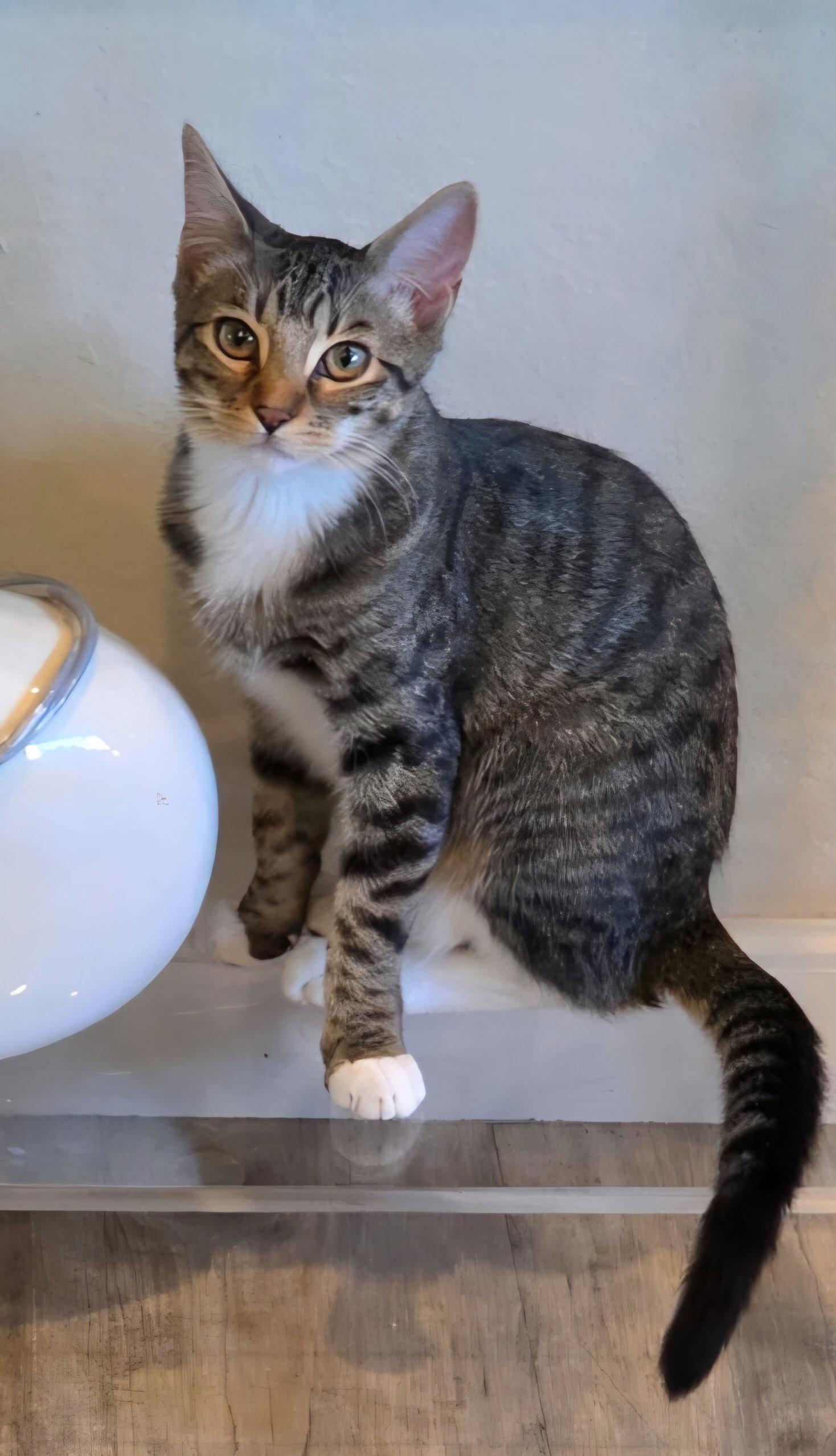 Enlarge Susan, a Adoptable mixed breed in Campbell, CA image 2/3