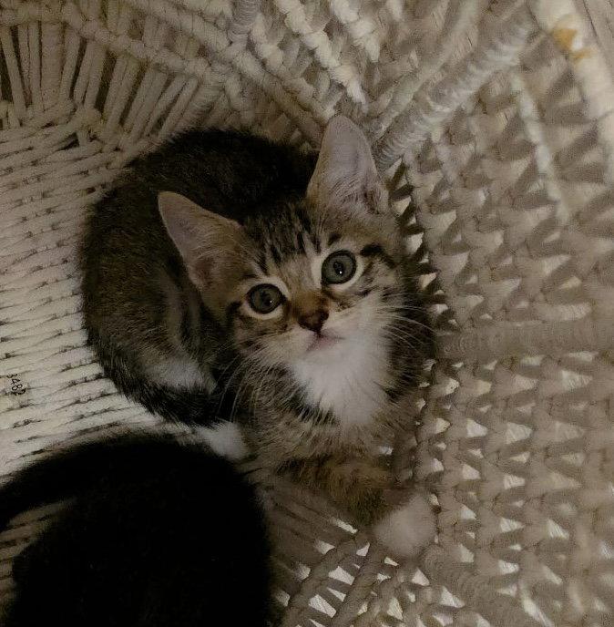 Susan, Adoptable, Kitten Female Domestic Short Hair & Tabby.