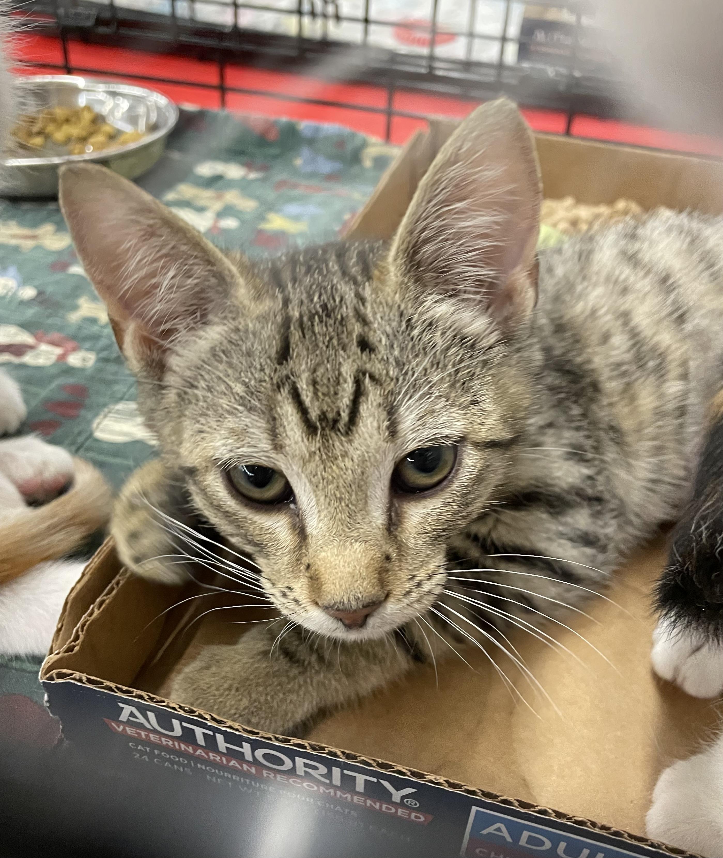 Enlarge Carlotta, a Adoptable mixed breed in Columbia, SC image 2/2