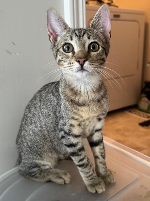 Enlarge Carlotta, a Adoptable mixed breed in Columbia, SC image 1/2