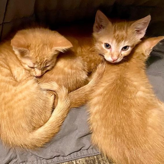 Lacey, an adoptable Domestic Short Hair in Gastonia, NC image 2/2