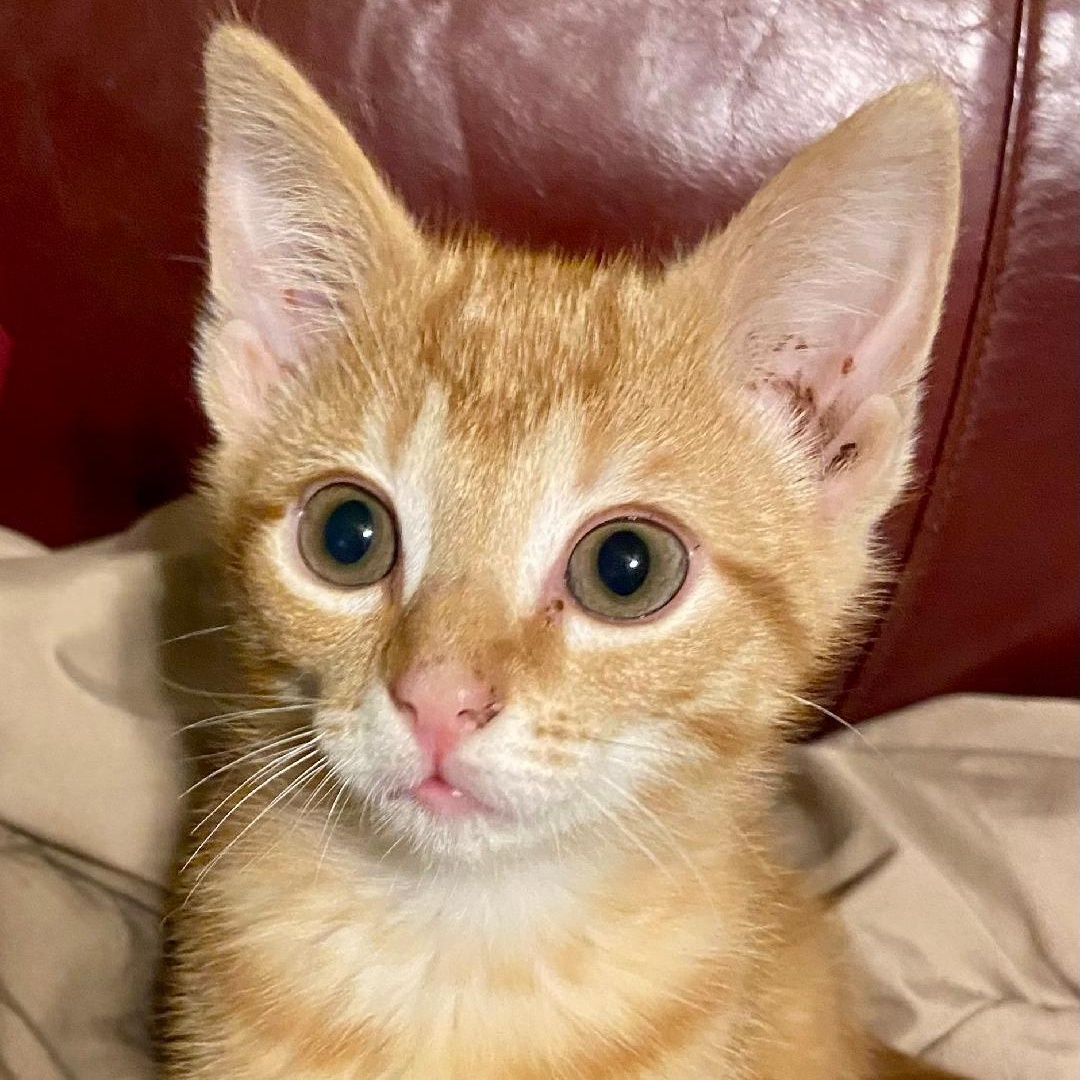 Lacey, adoptable, Kitten Female Domestic Short Hair.