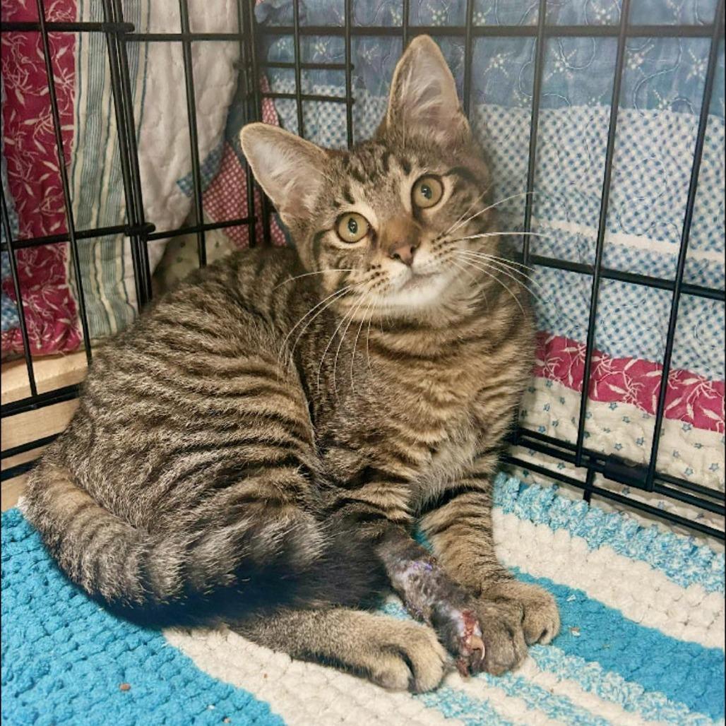 Enlarge Humphrey, a Adoptable Domestic Short Hair in Pocono Summit, PA image 1/5