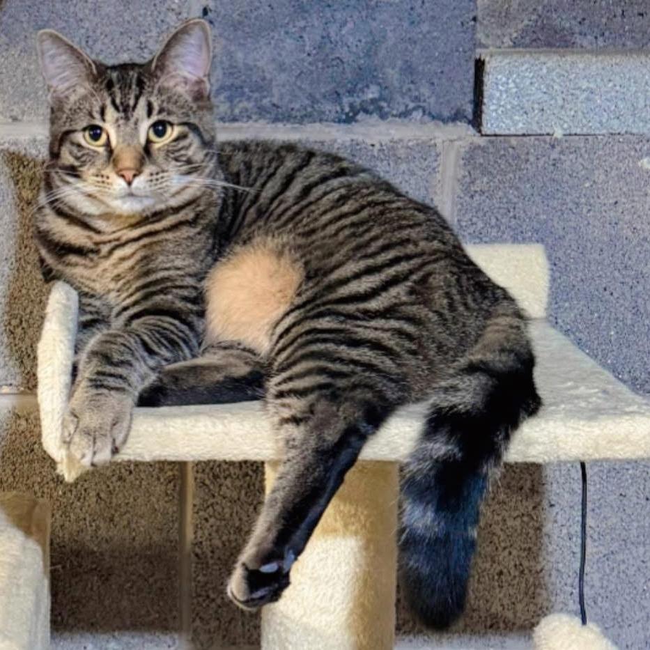 Humphrey, a Adoptable Domestic Short Hair in Pocono Summit, PA image 2/6