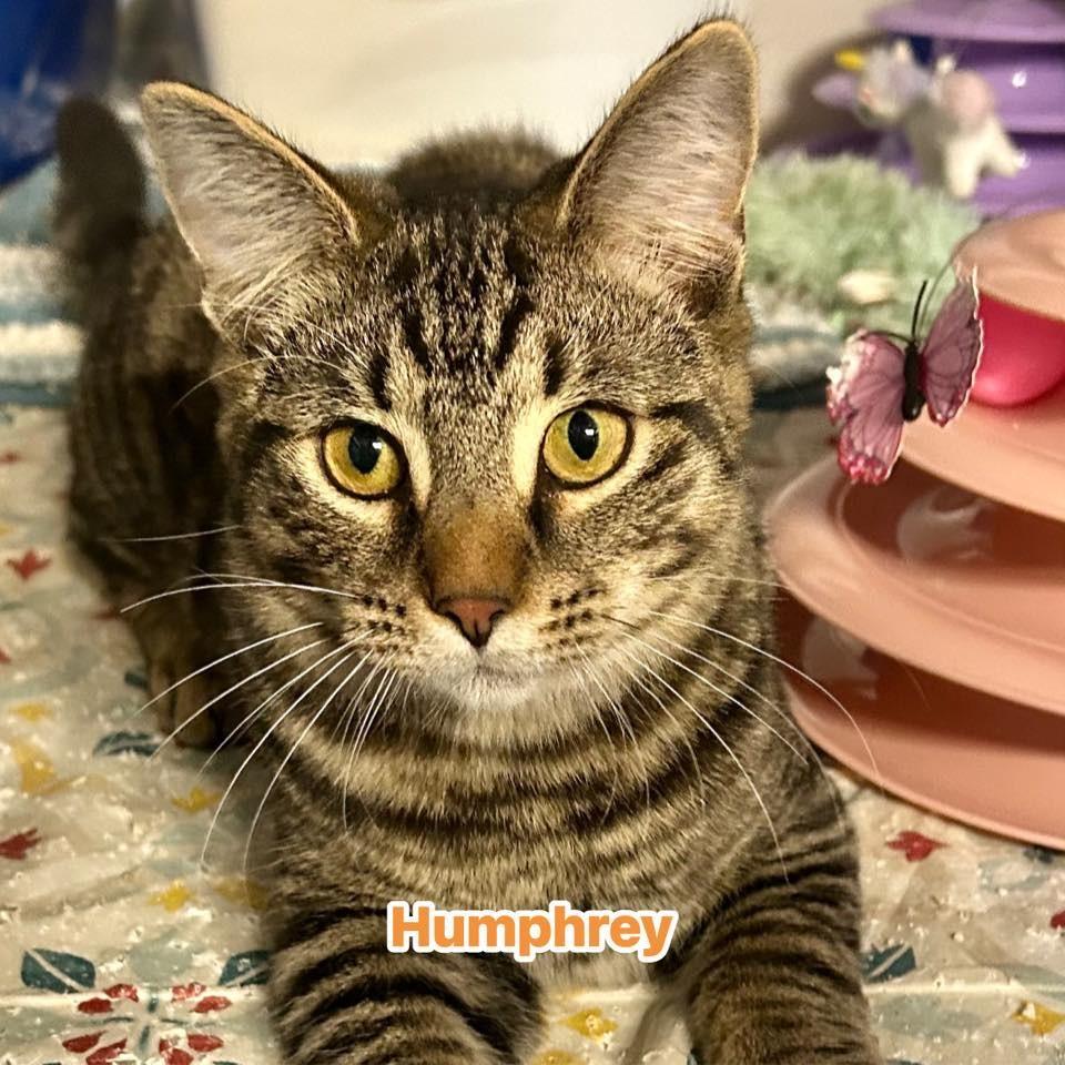 Enlarge Humphrey, a Adoptable Domestic Short Hair in Pocono Summit, PA image 2/5